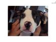 Price: $500
This advertiser is not a subscribing member and asks that you upgrade to view the complete puppy profile for this American Bulldog, and to view contact information for the advertiser. Upgrade today to receive unlimited access to