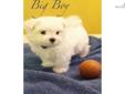 Price: $1400
This advertiser is not a subscribing member and asks that you upgrade to view the complete puppy profile for this Maltese, and to view contact information for the advertiser. Upgrade today to receive unlimited access to NextDayPets.com. Your