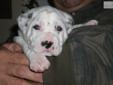 Price: $800
This advertiser is not a subscribing member and asks that you upgrade to view the complete puppy profile for this Dalmatian, and to view contact information for the advertiser. Upgrade today to receive unlimited access to NextDayPets.com. Your