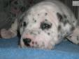 Price: $800
This advertiser is not a subscribing member and asks that you upgrade to view the complete puppy profile for this Dalmatian, and to view contact information for the advertiser. Upgrade today to receive unlimited access to NextDayPets.com. Your