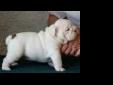 Price: $350
If you are seriously searching for the best modern day example pedigree Bulldog, Then you are at the right place. Up to date on shots English bulldog puppies, male and female. Email us for more details, shipping available within the