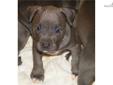 Price: $2000
This advertiser is not a subscribing member and asks that you upgrade to view the complete puppy profile for this American Pit Bull Terrier, and to view contact information for the advertiser. Upgrade today to receive unlimited access to