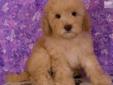 Price: $1025
Visit our website to see all of our available puppies. We have different colors, different prices, and different designer breeds. Our puppies come with current vaccinations, (which mean they have at least one shots and will need additional