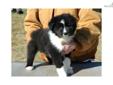 Price: $650
This advertiser is not a subscribing member and asks that you upgrade to view the complete puppy profile for this Border Collie, and to view contact information for the advertiser. Upgrade today to receive unlimited access to NextDayPets.com.