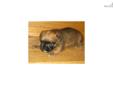 Price: $300
This advertiser is not a subscribing member and asks that you upgrade to view the complete puppy profile for this Brussels Griffon, and to view contact information for the advertiser. Upgrade today to receive unlimited access to