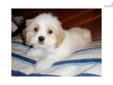 Price: $899
This advertiser is not a subscribing member and asks that you upgrade to view the complete puppy profile for this Cavachon, and to view contact information for the advertiser. Upgrade today to receive unlimited access to NextDayPets.com. Your