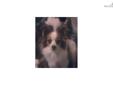 Price: $800
This advertiser is not a subscribing member and asks that you upgrade to view the complete puppy profile for this Papillon, and to view contact information for the advertiser. Upgrade today to receive unlimited access to NextDayPets.com. Your
