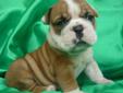 Price: $1950
We offer the highest quality English Bulldog puppies born on March 12th, 2013. I am a small breeder that truly loves the Bully breed and all my puppies are raised indoors. This puppy is very social, happy and healthy. He is very good around