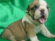 Price: $1950
We offer the highest quality English Bulldog puppies born on March 12th, 2013. I am a small breeder that truly loves the Bully breed and all my puppies are raised indoors. This puppy is very social, happy and healthy. He is very good around