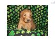 Price: $400
This advertiser is not a subscribing member and asks that you upgrade to view the complete puppy profile for this Golden Retriever, and to view contact information for the advertiser. Upgrade today to receive unlimited access to