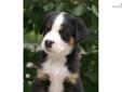 Price: $1850
This advertiser is not a subscribing member and asks that you upgrade to view the complete puppy profile for this Greater Swiss Mountain Dog, and to view contact information for the advertiser. Upgrade today to receive unlimited access to