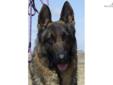 Price: $800
This advertiser is not a subscribing member and asks that you upgrade to view the complete puppy profile for this German Shepherd, and to view contact information for the advertiser. Upgrade today to receive unlimited access to