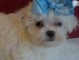 Price: $600
This advertiser is not a subscribing member and asks that you upgrade to view the complete puppy profile for this Maltese, and to view contact information for the advertiser. Upgrade today to receive unlimited access to NextDayPets.com. Your