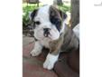 Price: $1600
This advertiser is not a subscribing member and asks that you upgrade to view the complete puppy profile for this English Bulldog, and to view contact information for the advertiser. Upgrade today to receive unlimited access to