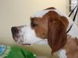 Price: $400
This advertiser is not a subscribing member and asks that you upgrade to view the complete puppy profile for this Pointer, and to view contact information for the advertiser. Upgrade today to receive unlimited access to NextDayPets.com. Your