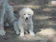 Price: $300
This advertiser is not a subscribing member and asks that you upgrade to view the complete puppy profile for this Great Pyrenees, and to view contact information for the advertiser. Upgrade today to receive unlimited access to NextDayPets.com.