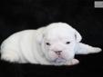 Price: $2500
Male Solid White English Bulldog puppy for sale. Beautiful English bulldog puppies born 2-25-13. Nice square heads, great tails and barrel wrinkles. Both parents are on Hooscow ranch. Being hand raised by kids
Source: