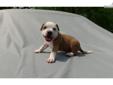 Price: $1200
AMERICAN BULLY STYLE PIT PUP MALE $1200 USD Tan & White with Black & Tan Ticking DOB: 4/16/2013 Ready for homes: 6/11/2013 Payment in full due by: 6/11/2013 Sire: TT Razor's Edge Medrano's Bad Boi Blu (Blu has 2 CH offspring) Temperment