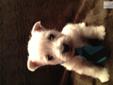 Price: $600
This advertiser is not a subscribing member and asks that you upgrade to view the complete puppy profile for this West Highland White Terrier - Westie, and to view contact information for the advertiser. Upgrade today to receive unlimited