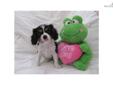 Price: $800
This advertiser is not a subscribing member and asks that you upgrade to view the complete puppy profile for this Cavalier King Charles Spaniel, and to view contact information for the advertiser. Upgrade today to receive unlimited access to