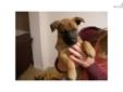 Price: $700
This advertiser is not a subscribing member and asks that you upgrade to view the complete puppy profile for this Belgian Malinois, and to view contact information for the advertiser. Upgrade today to receive unlimited access to