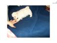 Price: $650
MALTEPOO PUPPIES ,adorable; NO shed $550/650 Hypoallergenic; great personalities for kids!!! Designer Puppies! Very Great withÂ babies andÂ other animals. NON SHED! male & Female .call for info on colors and availablity pleaseÂ (MALE AND FEMALE