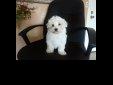 Price: $300
I have a pure breed Maltese male with papers and his first shot that i am asking $300 for.. and a Maltese Mix that i am asking $150 for if you want something less expensive.. feel free to call/text me at (951)941-9905..
Source: