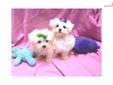 Price: $750
Adorable maltese puppies! I have one litter that is 8 weeks old, there are both males and females available, they each come with all of their shots and worming up to date, a written health guarantee, and a training tips packet. These pups are