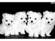 Price: $850
Adorable maltese puppies! I have one litter that will be available as of 08/07. There are both males and females available, they are all ACA registered and come with all of their shots and worming up to date and a written health guarantee.