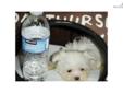 Price: $780
EMPIRE PUPPIES CURRENTLY HAVE MALE MALTESE PUPPY IN STOCK FOR SALE. 9 WEEKS OLD. ASKING $780 EACH. GOT PAPER, SHOTS UTD, DEWORMED. FOR MORE PUPPIES, PLEASE VISIT OUR WEBSITE AT WWW.EMPIREPUPPIES.NET OR CALL 718-321-1977. WE ARE LOCATE AT