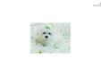 Price: $780
This advertiser is not a subscribing member and asks that you upgrade to view the complete puppy profile for this Maltese, and to view contact information for the advertiser. Upgrade today to receive unlimited access to NextDayPets.com. Your