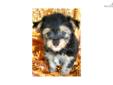 Price: $550
THIS IS ONE CUTIE, THAT IS FOR SURE. MALTESE/YORKIE SPENCER HAS IT ALL, LOOKS, SWEET AND FUN LOVING PERSONALITY, AND SMARTS. THE MALTESE/YORKIES HAVE THE BEST OF THE BEST GENES AND MAKE WONDERFUL PETS. I HAVE CUSTOMERS COME BACK FOR MORE,