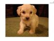 Price: $300
This advertiser is not a subscribing member and asks that you upgrade to view the complete puppy profile for this Malti Poo - Maltipoo, and to view contact information for the advertiser. Upgrade today to receive unlimited access to