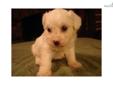Price: $300
This advertiser is not a subscribing member and asks that you upgrade to view the complete puppy profile for this Malti Poo - Maltipoo, and to view contact information for the advertiser. Upgrade today to receive unlimited access to