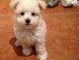 Price: $599
Adorable maltese and poodle mix pups, a.k.a. Maltipoos! I have one male and two females available, cream/tan and black/white, they will be about 6lbs full grown. Maltipoos are nonshedding and hypoallergenic and they make great family pets! The