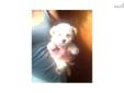 Price: $650
Adorable maltese and poodle mix pups, a.k.a. Maltipoos! I have one male and one female available, they are both cream/tan and will be about 6lbs full grown. Maltipoos are nonshedding and hypoallergenic and they make great family pets! The