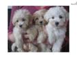 Price: $750
Adorable maltese and poodle mix pups, a.k.a. Maltipoos! I have both males and females available, they are all cream/tan and will be about 6-7lbs full grown. Maltipoos are nonshedding and hypoallergenic and they make great family pets! The
