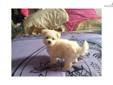 Price: $599
Adorable maltese and poodle mix pups, a.k.a. Maltipoos! I have one male and one female available, they are both cream/tan and will be about 6lbs full grown. Maltipoos are nonshedding and hypoallergenic and they make great family pets! The