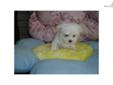 Price: $550
EMPIRE PUPPIES CURRENTLY HAVE FEMALE MALTI-POO PUPPY FOR $550 & UP FEE. 8-16 WEEKS OLD, GOT SHOTS UTD, DEWORMED, ALSO PROVIDE HEALTH GUARANTEE. FOR MORE PUPPIES, PLEASE VISIT OUR WEBSITE AT WWW.EMPIREPUPPIES.NET OR CALL 718-321-1977. WE ARE