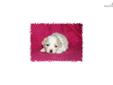 Price: $850
This little Maltipoo is so sweet. Her name is Anna. She are ready to go Beginning of June. Her mother is a Toy Poodle and the father is a Maltese. She is very full of life and fun. She will be about 5 to 8 pounds full grown. She will come vet