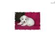 Price: $850
This little Maltipoo is so sweet. Her name is Lady. She are ready to go Beginning of June. Her mother is a Toy Poodle and the father is a Maltese. She is very full of life and fun. She will be about 5 to 8 pounds full grown. She will come vet