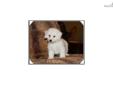 Price: $650
This little Maltipoo is so sweet. His name is AJ. He are ready to go Beginning of June. His mother is a Toy Poodle and the father is a Maltese. He is very full of life and fun. He will be about 5 to 8 pounds full grown. He will come vet