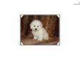 Price: $650
This little Maltipoo is so sweet. His name is Jason. He are ready to go Middle of June. His mother is a Toy Poodle and the father is a Maltese. He is very full of life and fun. He will be about 5 to 8 pounds full grown. He will come vet