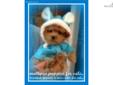 Price: $900
This advertiser is not a subscribing member and asks that you upgrade to view the complete puppy profile for this Malti Poo - Maltipoo, and to view contact information for the advertiser. Upgrade today to receive unlimited access to