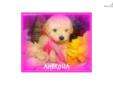 Price: $900
This advertiser is not a subscribing member and asks that you upgrade to view the complete puppy profile for this Malti Poo - Maltipoo, and to view contact information for the advertiser. Upgrade today to receive unlimited access to