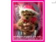 Price: $1000
This advertiser is not a subscribing member and asks that you upgrade to view the complete puppy profile for this Malti Poo - Maltipoo, and to view contact information for the advertiser. Upgrade today to receive unlimited access to