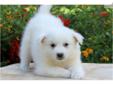 Price: $600
Contact Isaac Beiler about this adorable puppy at (717) 587-7307 to set up a time to meet! Greenfield Puppies has been providing customers with a way to contact dog breeders directly since 2000. We focus on trying to bring you healthy happy