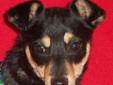 Bentley is a 1-2 year old Manchester Terrier Mix. He weighs 10 pounds. Bentley is a sweet-natured dog. His current best furry friend in foster care is Forrest (also available for adoption). Bentley is crate-trained and does well on leash. He is a pretty