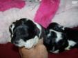 Price: $350
Gorgeous little cock-a-poo Puppy! She's a gorgeous Black & white Female Puppy! She'll get all fluffy & cute & will look like these older puppies at 8 weeks old! She'll have her puppy shots, dewormed & ready to be your little furry friend wed