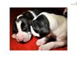 Price: $900
This advertiser is not a subscribing member and asks that you upgrade to view the complete puppy profile for this Great Dane, and to view contact information for the advertiser. Upgrade today to receive unlimited access to NextDayPets.com.